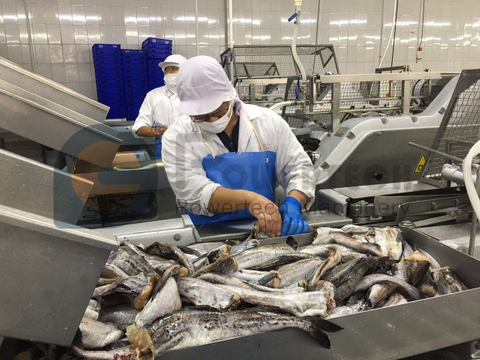 Высокоэффективная автоматическая машина для филетирования рыбы